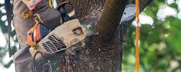 Best Emergency Tree Removal Services  in USA